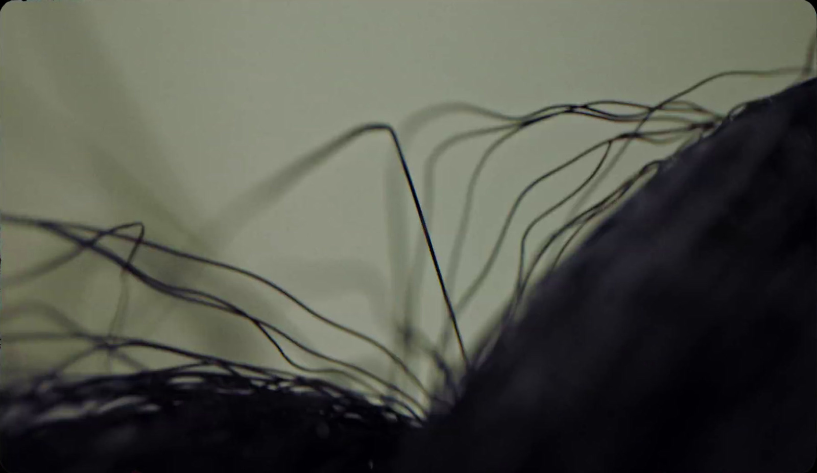 a close up of a black hair on a white background