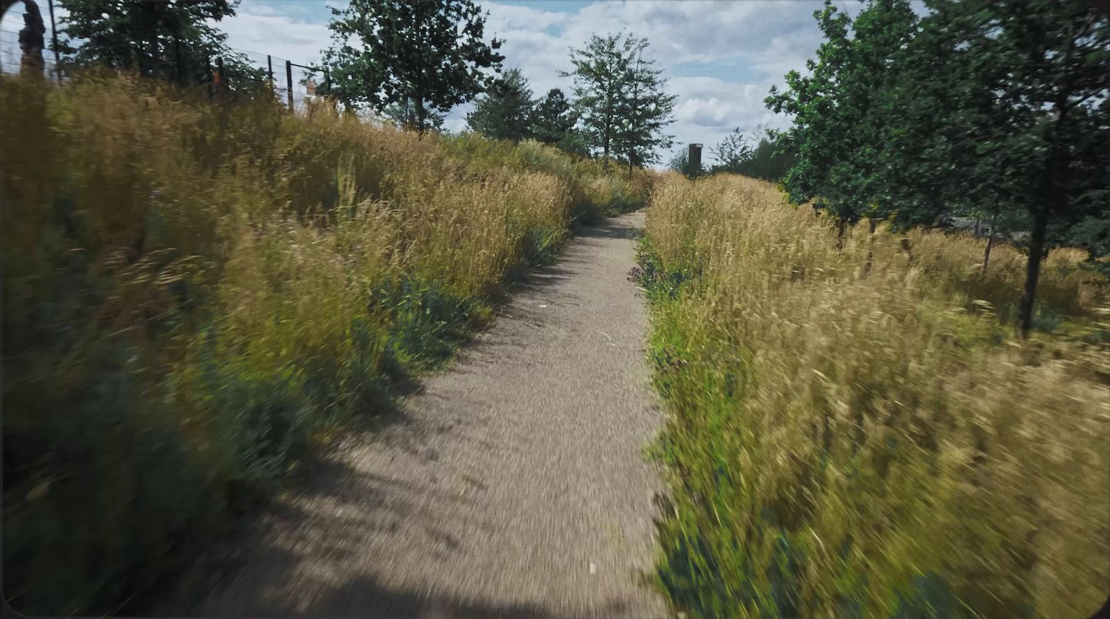 a view of a path through a field of tall grass