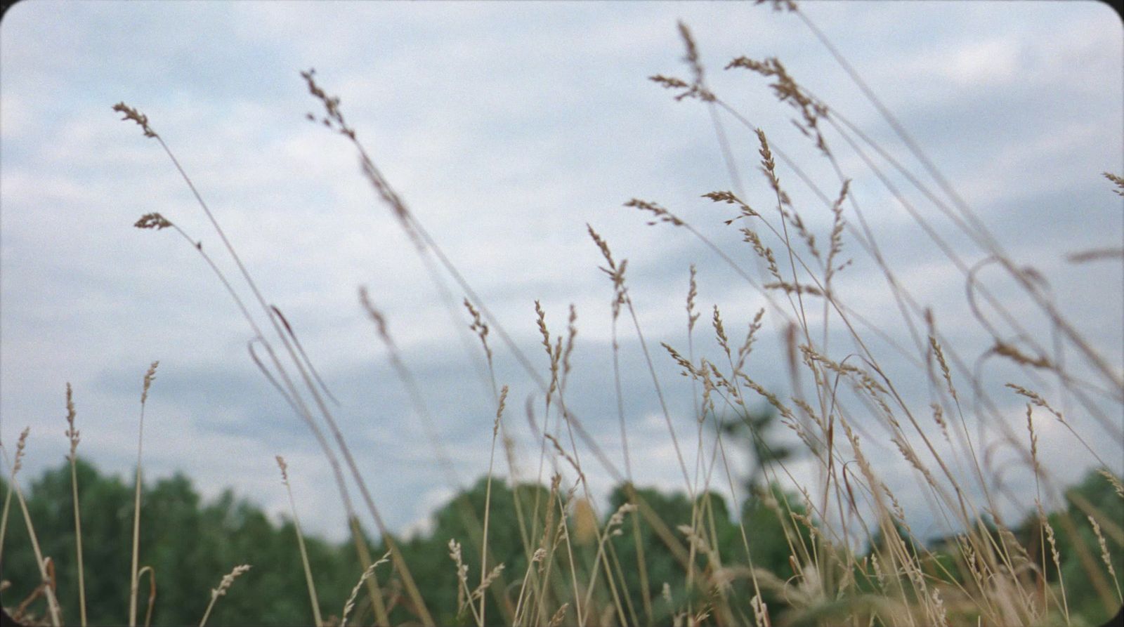 a field of tall grass with trees in the background