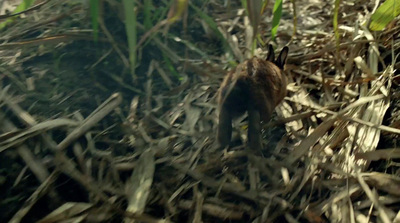 a squirrel in the middle of a grassy area