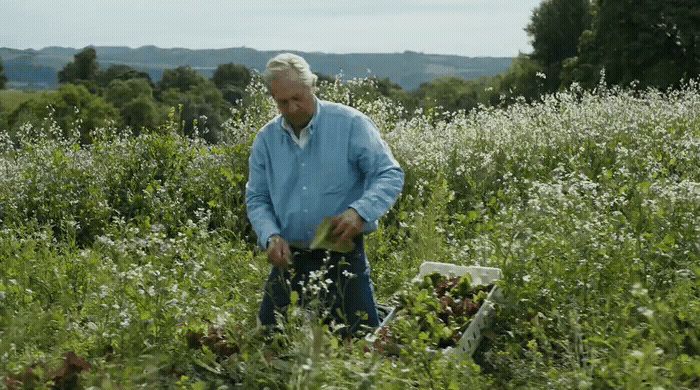 a man standing in a field of tall grass