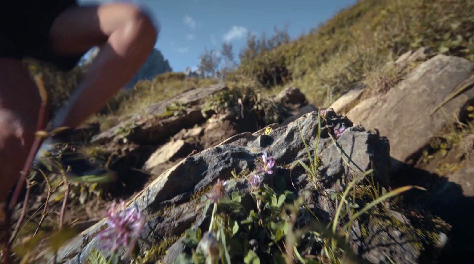 a person walking up a hill with a flower in the foreground