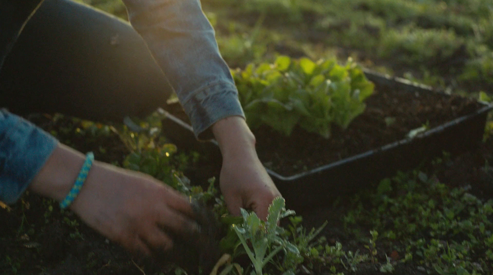 a person kneeling down in a field of plants