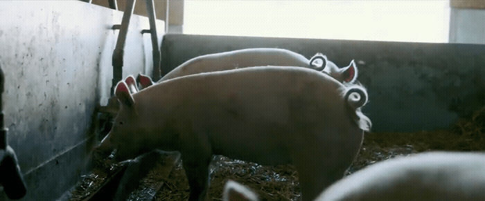 a group of pigs standing next to each other in a pen