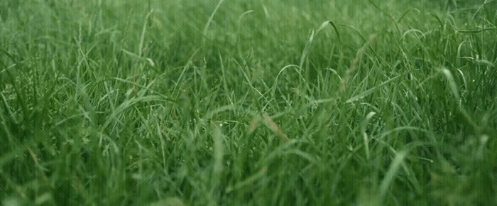 a close up of a field of green grass