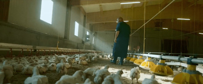 a man standing in front of a flock of chickens