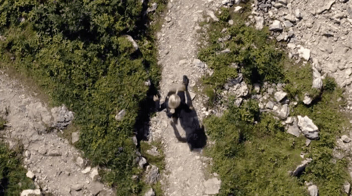 a couple of animals walking down a dirt road