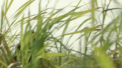 a bird sitting on top of a tall grass covered field