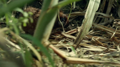 a small bird sitting on top of a pile of grass