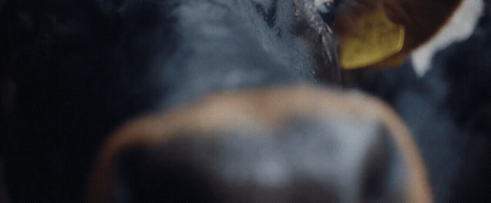 a close up of a cow's face with a blurry background