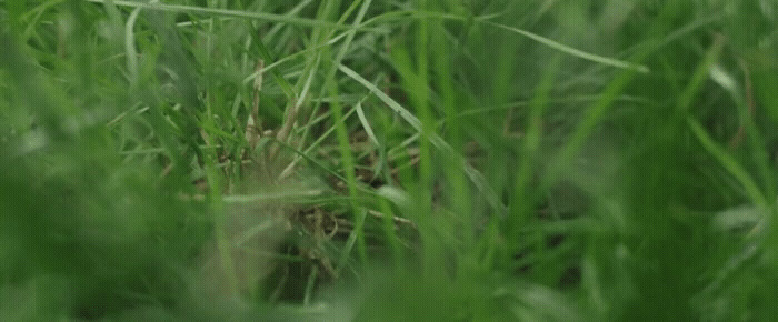 a blurry photo of grass in a field