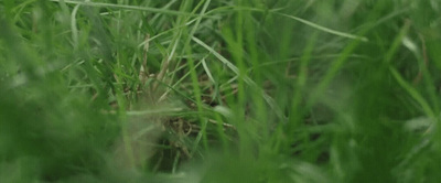 a blurry photo of grass in a field