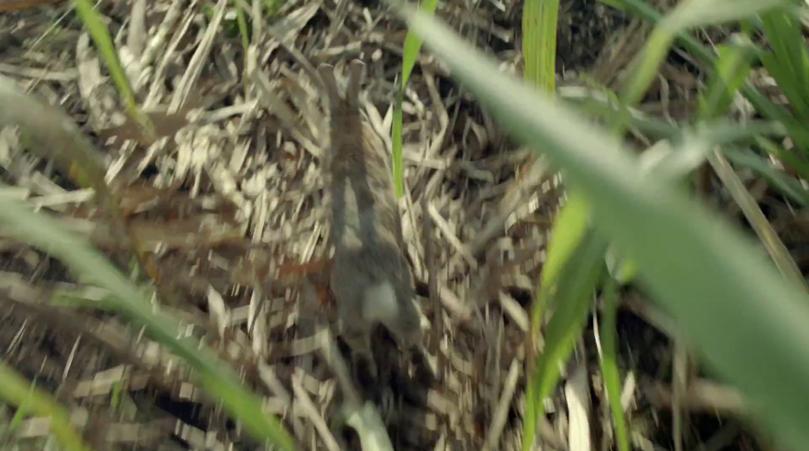 a blurry photo of a bird in the grass