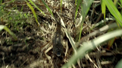 a bug crawling on the ground in the grass