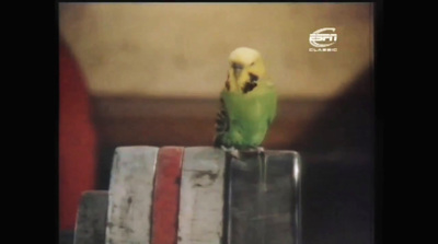 a small green bird sitting on top of a wooden table