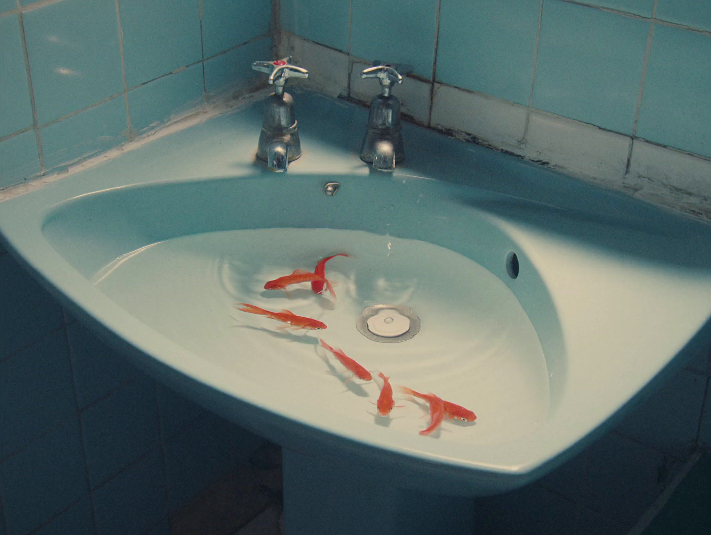 a bathroom sink with goldfish in it