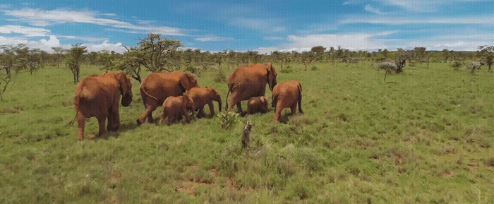 a herd of elephants walking across a lush green field