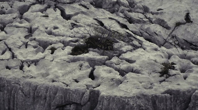 a black and white photo of a bird sitting on a rock