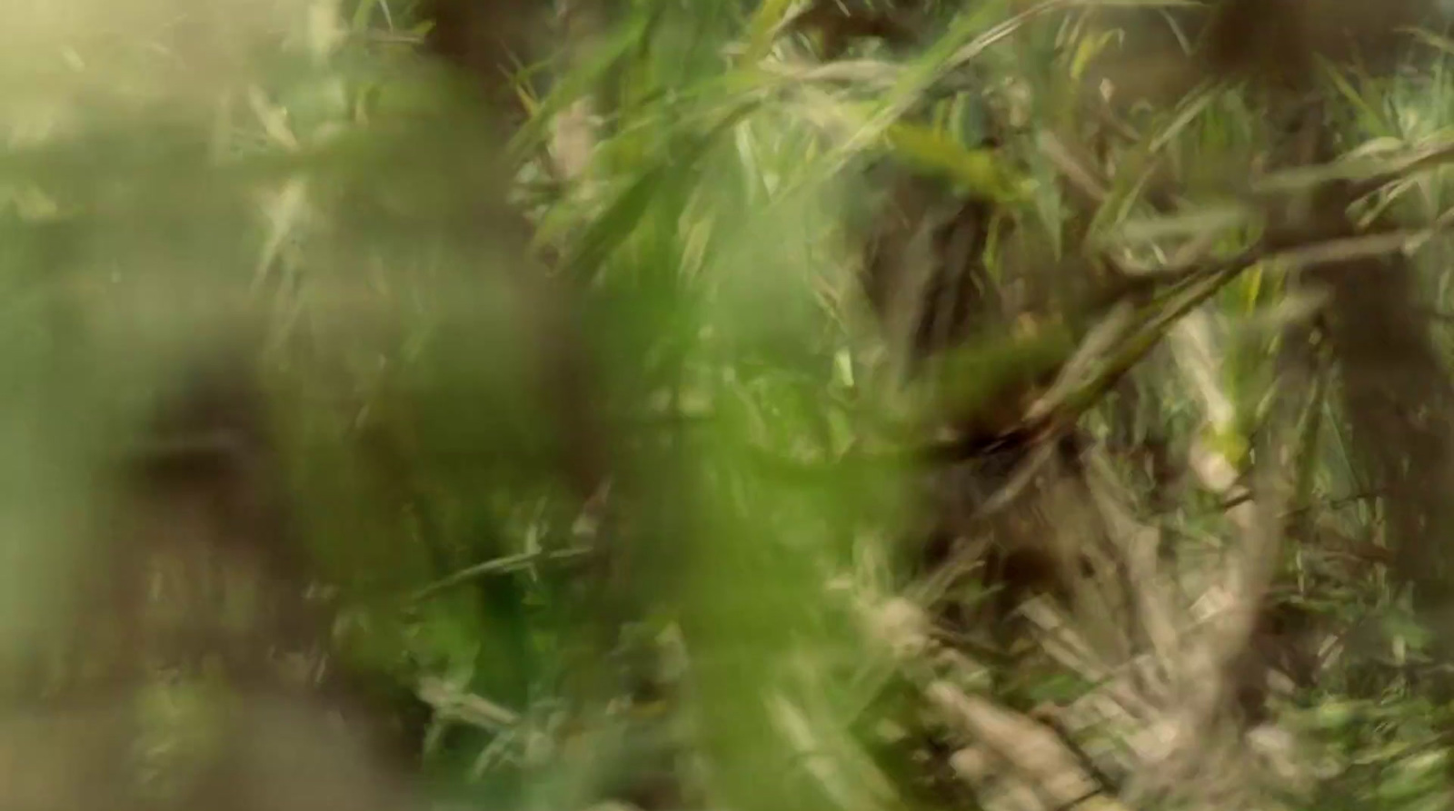 a blurry photo of a bird in a tree