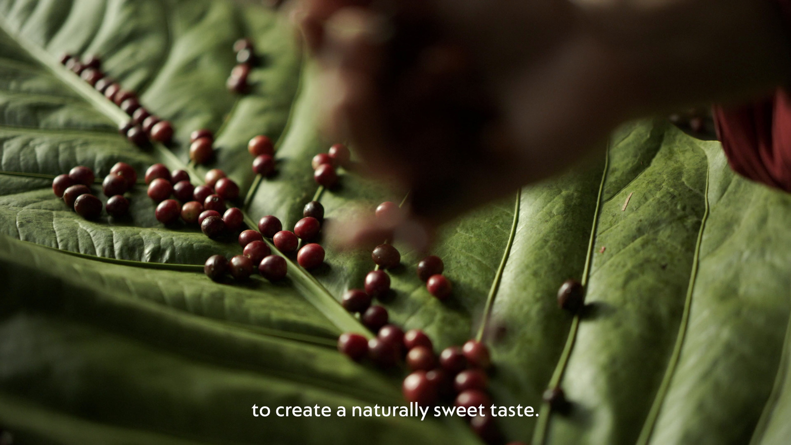 a close up of a plant with berries on it