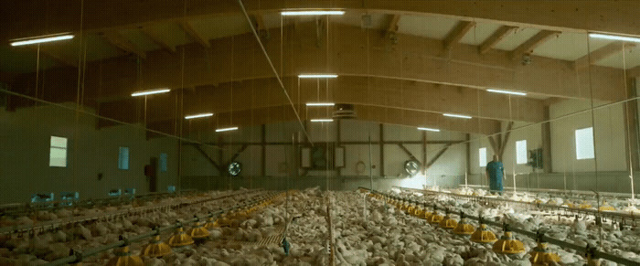 a large room filled with lots of chickens