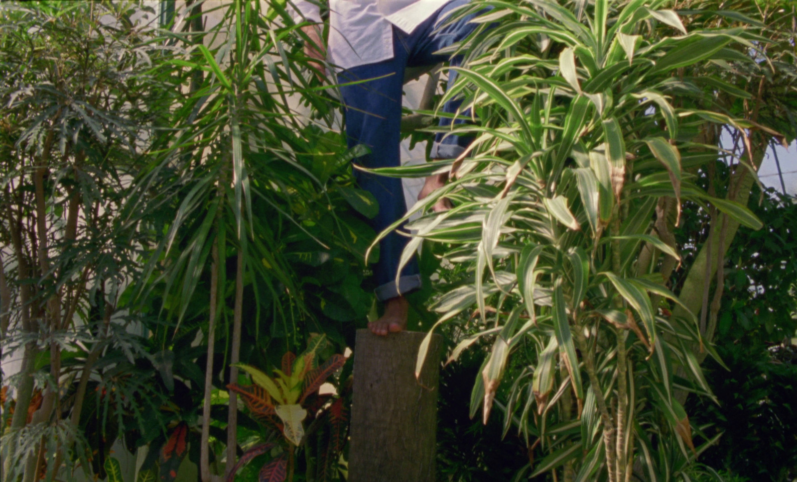 a man standing on top of a tree stump