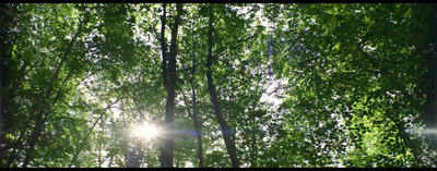 the sun shines through the trees in the forest