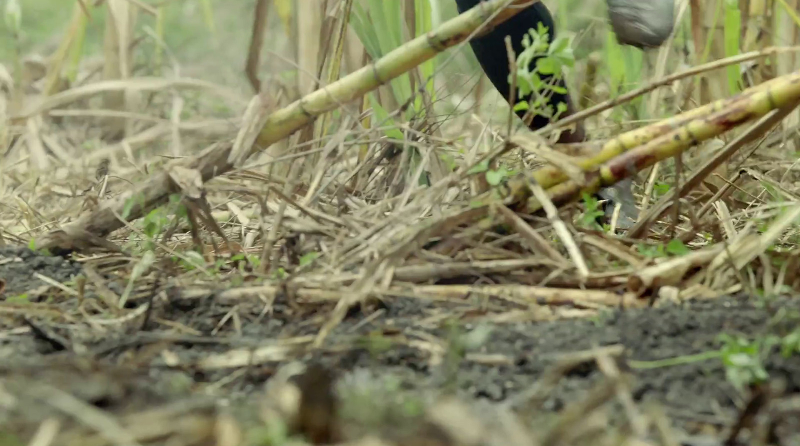 a close up of a person digging in a field