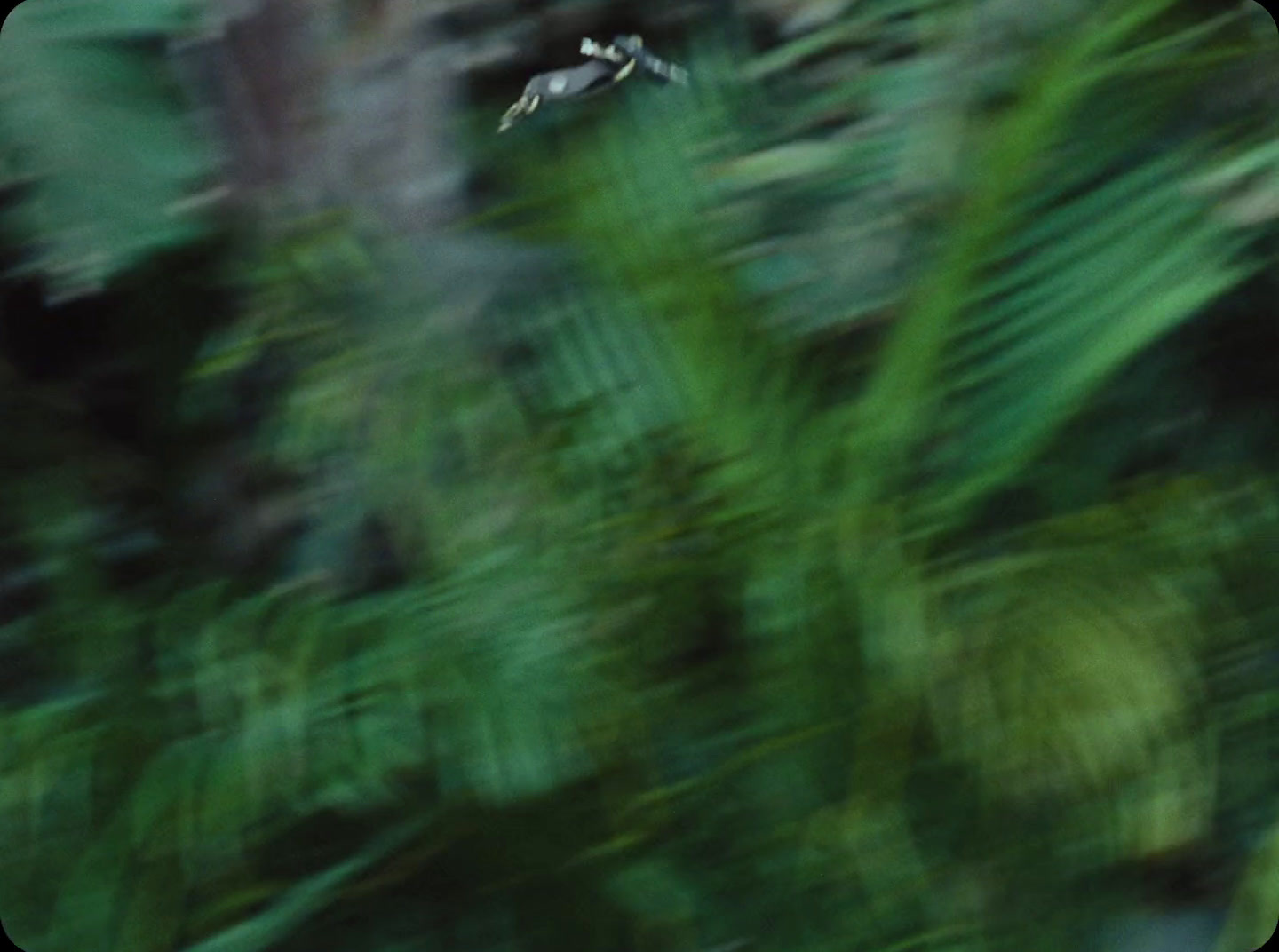 a blurry photo of a bird flying in the air