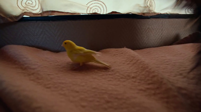 a small yellow bird sitting on top of a bed