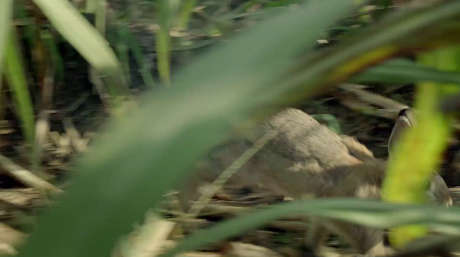 a small bird sitting on top of a pile of rocks