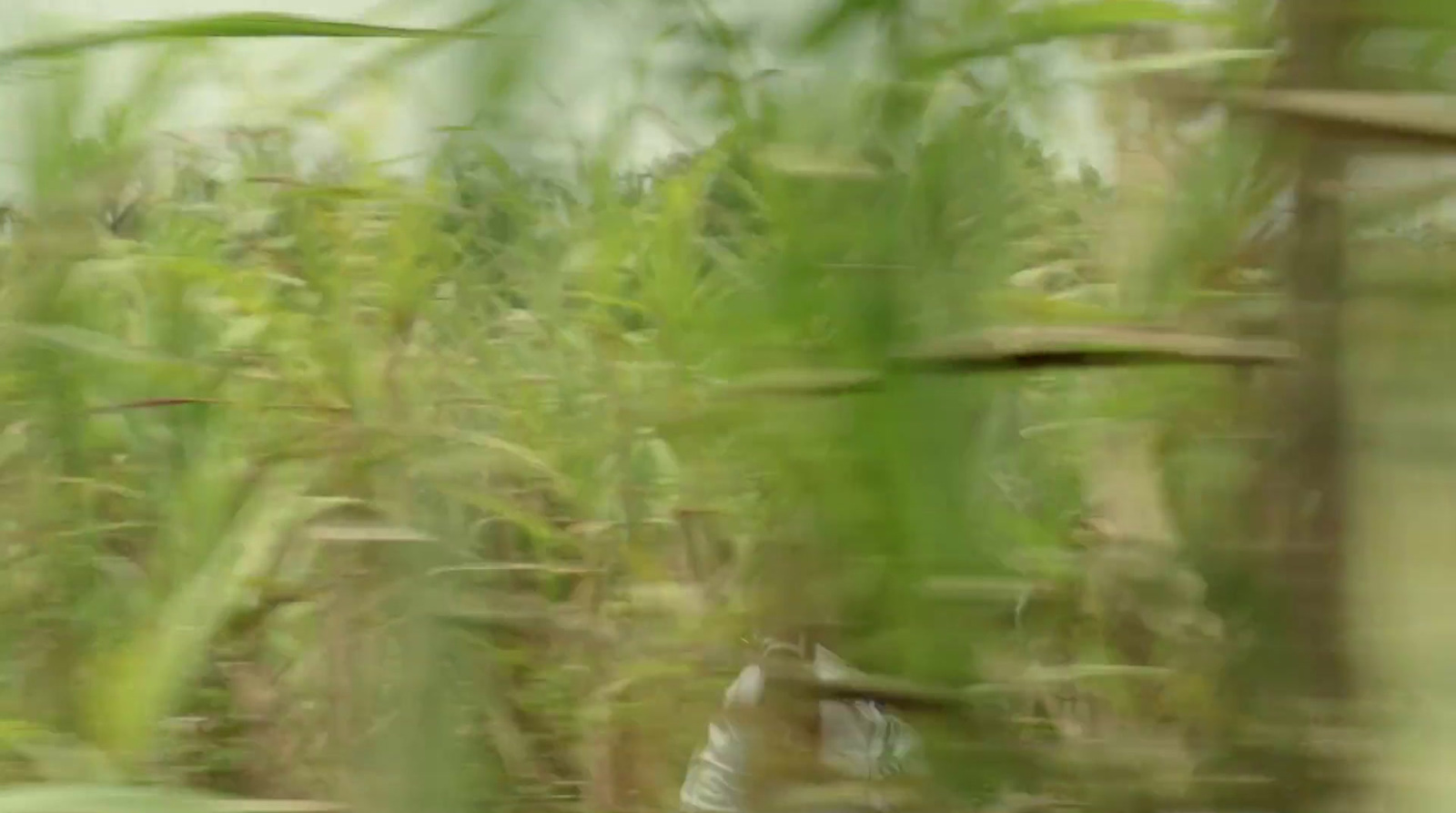 a blurry photo of a bird in a field