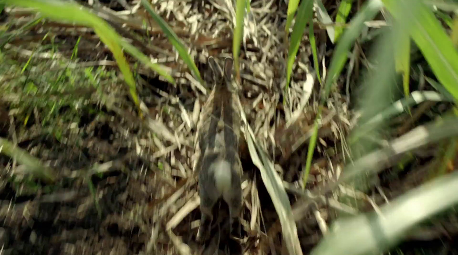 a small bird is sitting in the grass