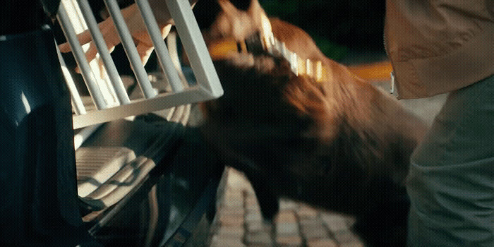 a brown dog standing next to a person on a bench