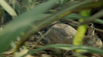 a rabbit sitting in the middle of a forest