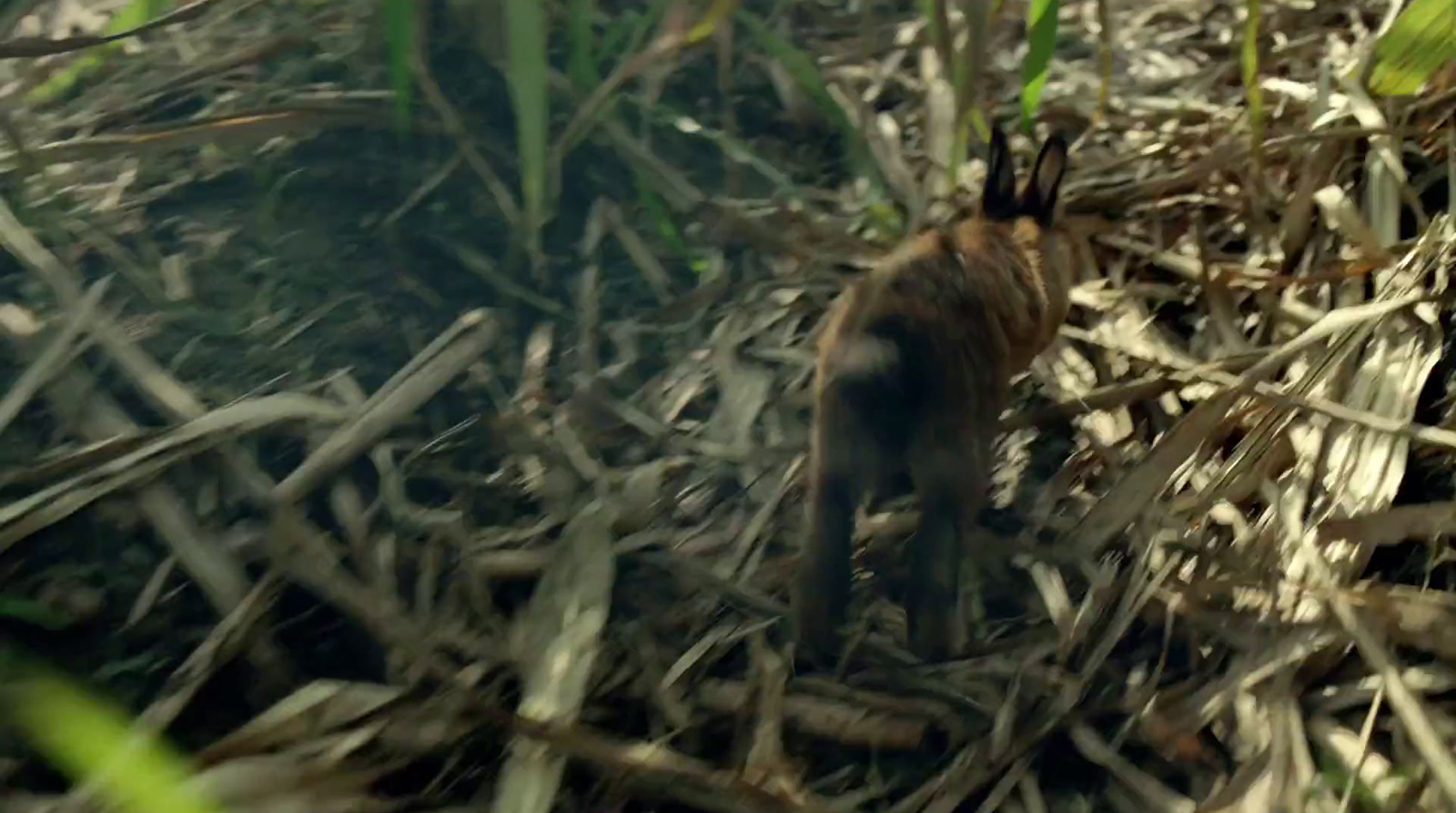 a cat standing in the middle of a field