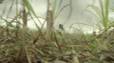 a bird sitting on top of a grass covered field