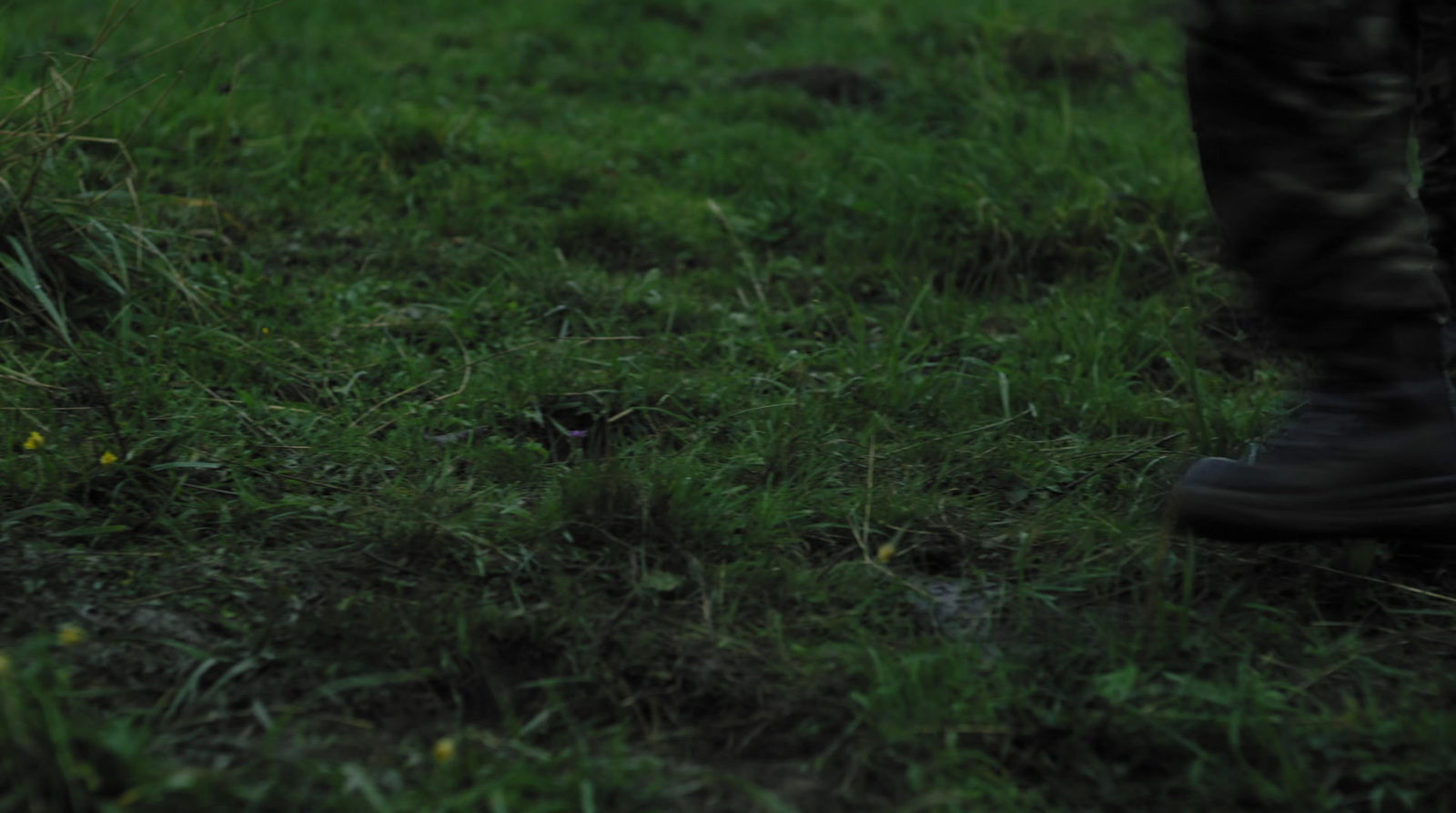 a person standing in a field with a frisbee