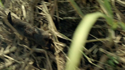 a small animal walking through a grass covered field