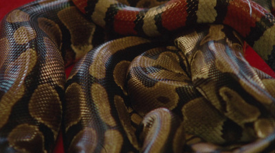 a close up of a snake on a red surface