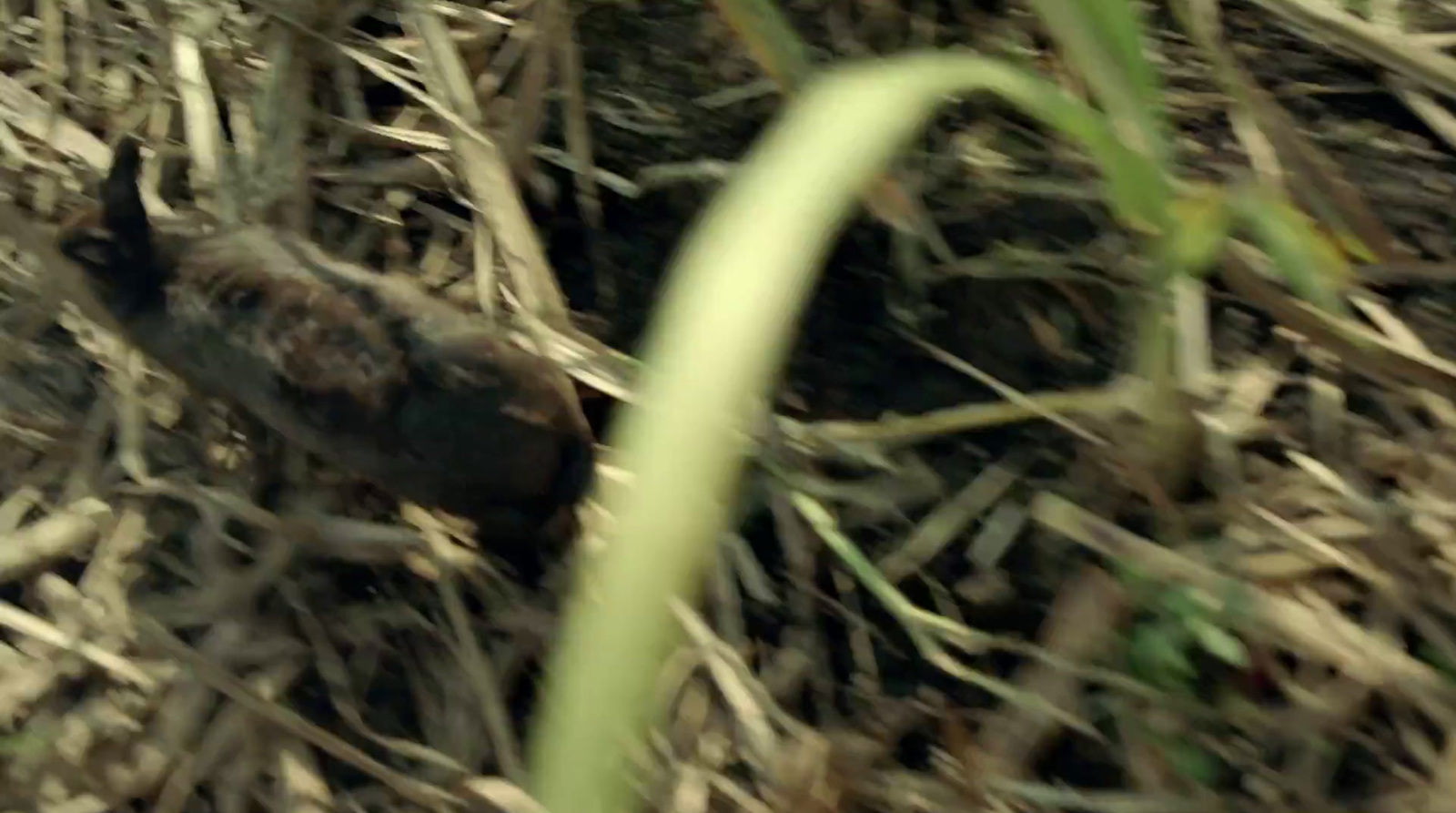 a close up of a small bird in the grass