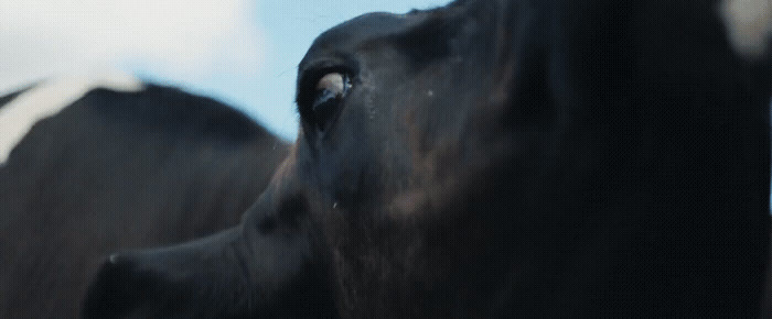 a close up of a black and white cow