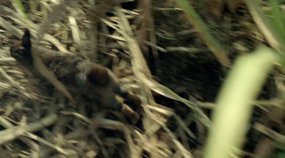 a small bird is sitting in the grass