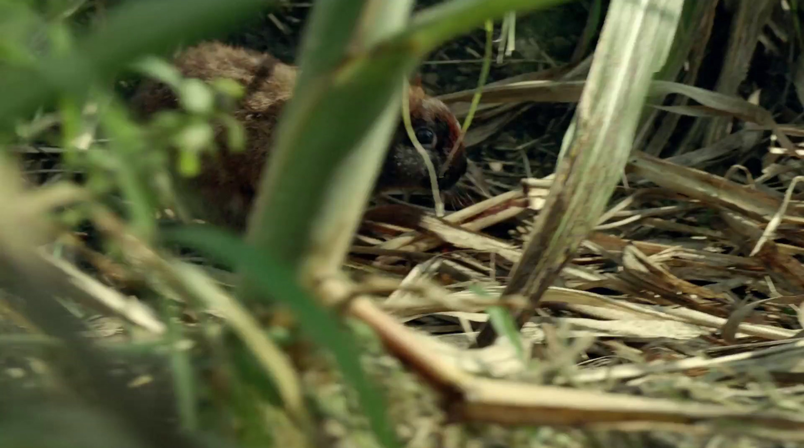 a close up of a bird in the grass