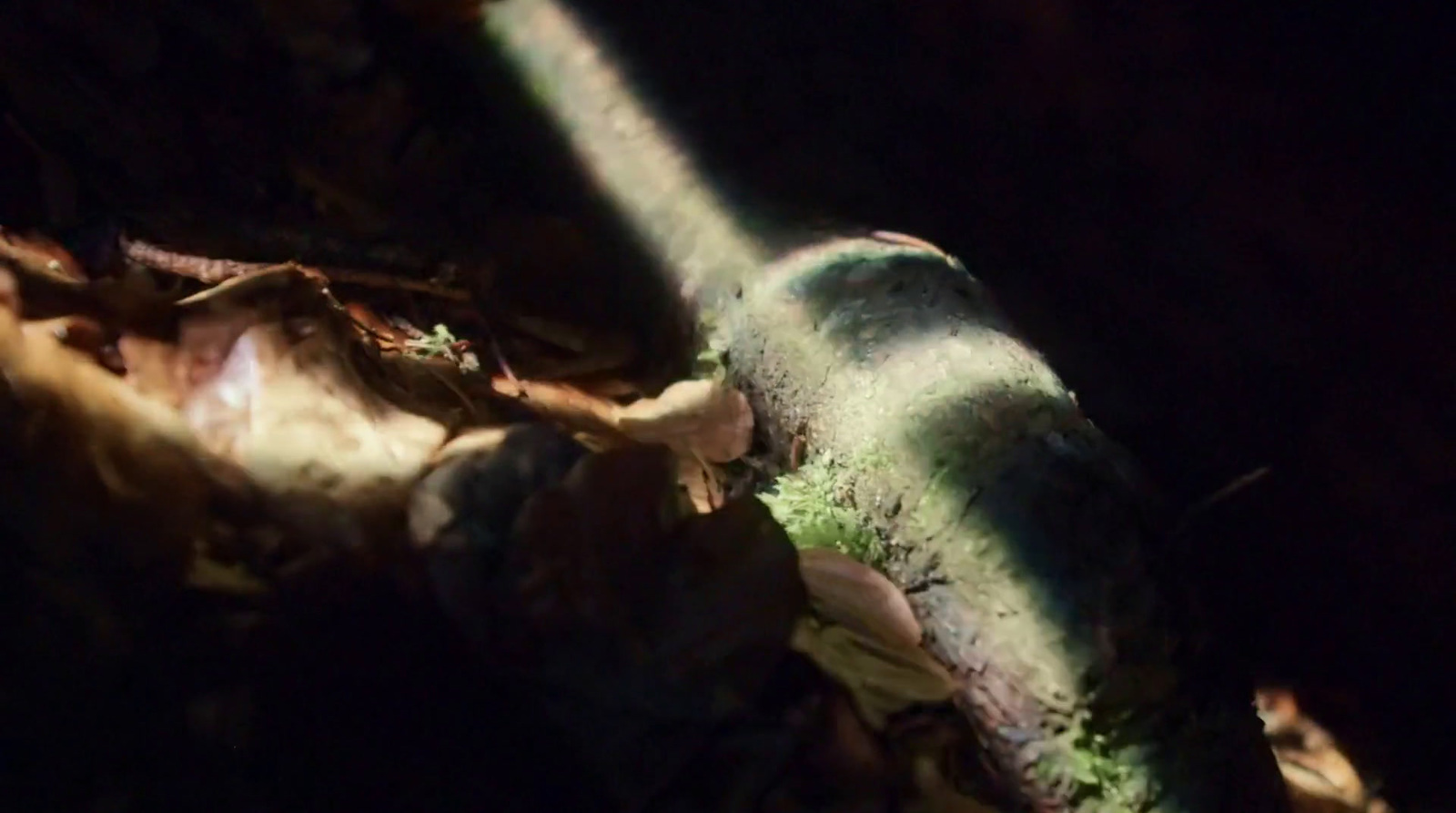 a close up of a light shining on a tree