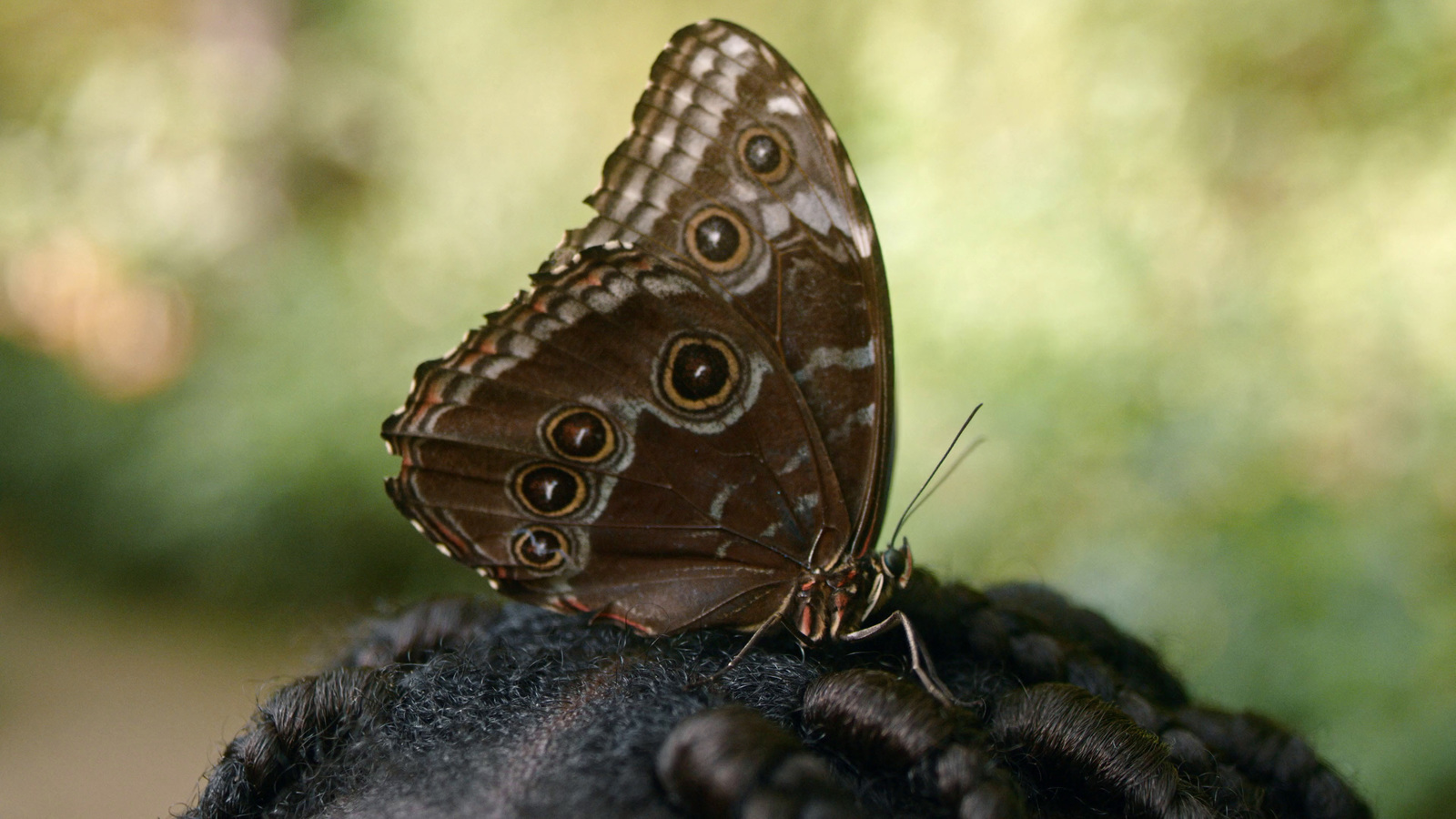 a close up of a person with a butterfly on their head