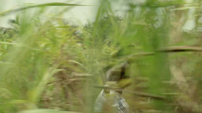 a blurry photo of a person in a field