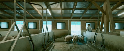 a man standing in a barn with cows