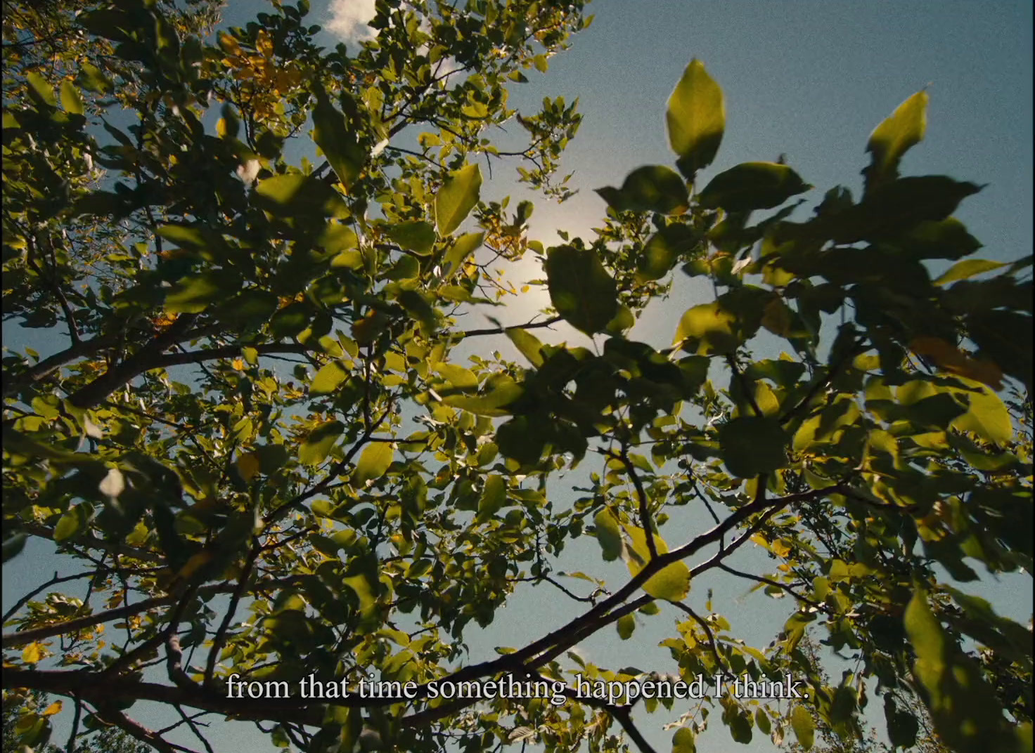 a tree with leaves and a sky in the background