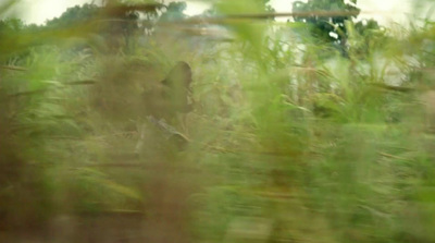 a blurry photo of a elephant in a forest